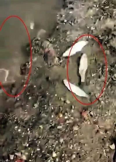 高铁过境致鱼群触电鱼群疯狂跳上岸，钓友捡鱼