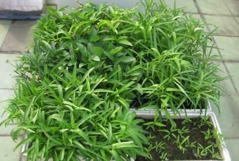  「喜欢种」厨房3种垃圾，装瓶子里，3个月变肥料，拿来种菜，长得旺结果多！