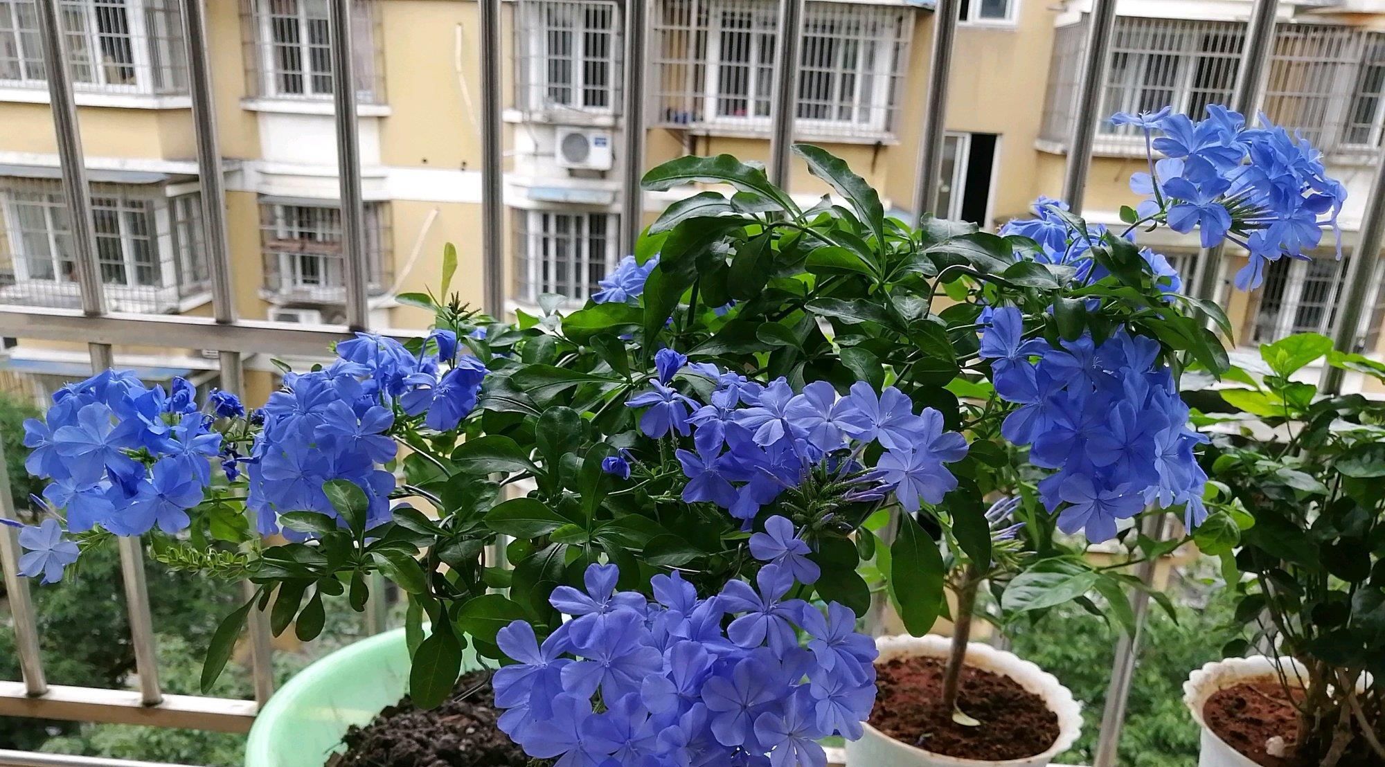  『栽培』夏天养花选这款，栽培容易，观赏性强，花期半年，是阳台盆栽佳品