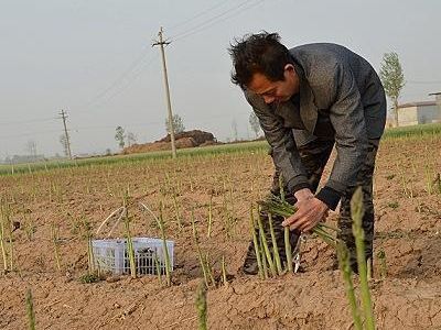  绿色■前一段3块钱一斤不好卖，最近涨到13抢着要，村民乐的合不