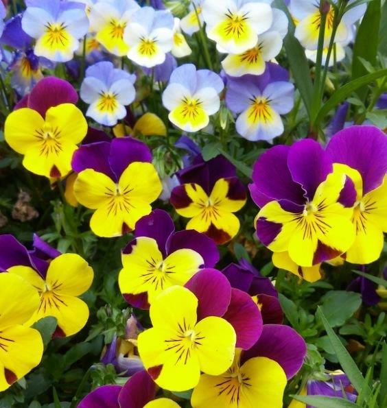  『长寿花』最有仙气的几种花，迷人的花朵，开满整个花盆，快养起来吧