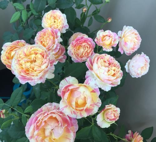 高雅:在家养花不知道养什么,不如养这四款,花朵大花期长,花色高雅