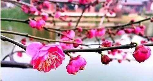 2019长沙最新旅游攻略，2019长沙最佳赏花时间表来了！