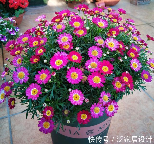  开满|玛格丽特怎么扦插？选对枝条，一根就能开满花盆