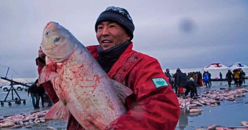  头鱼@“洗澡鱼”？查干湖售300万“天价头鱼”，年捕30万为何没
