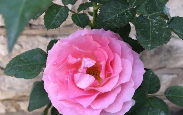  「红色」喜欢养花，不如养盆红色龙沙宝石抗病能力很强 。