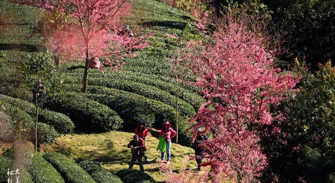 大美无量丨樱花谷的樱花又开了，未来20天，赏花正当时