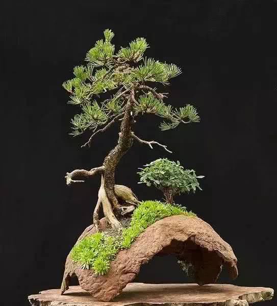  「从未见过」没有盆的盆栽，从未见过，太好看了！