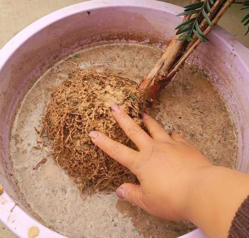  『浅根系』一夜蹿红的“网红植物”红豆杉，买了就扔？做好一步，能活几百年