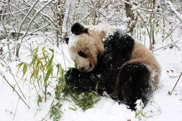 冷冷！寒潮已到达！你在发抖，国宝却不冬眠，连猴子都在泡温泉