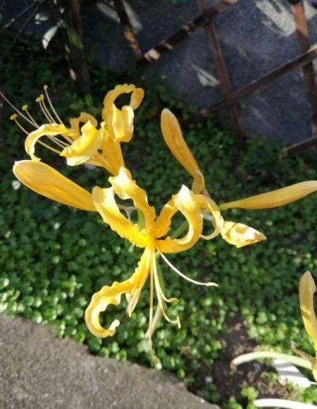  #仿若#这植物叫蟑螂花？其实人家本名叫这个，一绽开仿若盛大烟火！