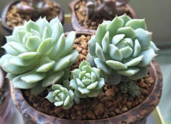 植物:多肉植物怎么浇水 多肉植物多久浇一次水