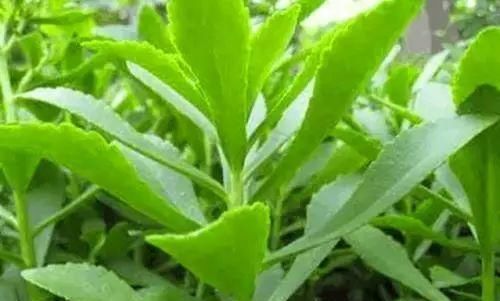  「野菜」这种菜全国适种，零下30度也能活，市面上走货少、比较