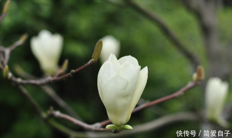 木兰花|此花是代表了高尚灵魂的花,是对一个人最高的称赞