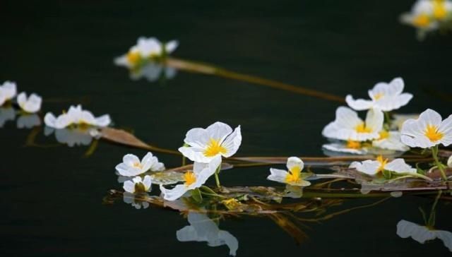 『水质』人称“富贵”菜,只生长在水质好的活泉中,因为太好吃被过度采收