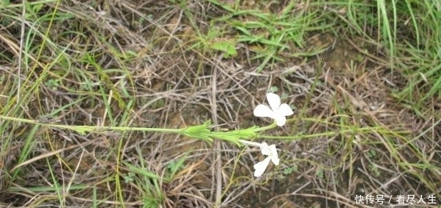  【除掉】生于杂草中，常被农民除掉，殊不知价值珍贵，820元一斤