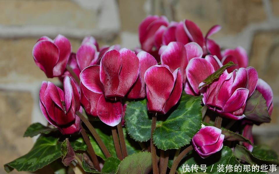 『美艳』喜欢在家中养护花卉,就养护美艳妖娆的3种漂亮的花卉,花色艳丽