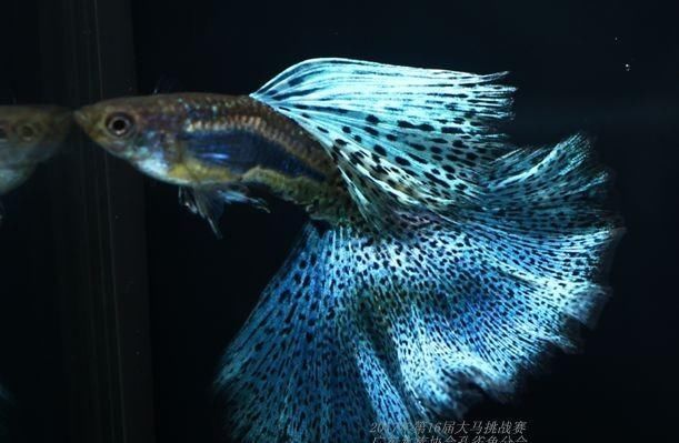  【均表现为】孔雀鱼太好繁殖啦，所以孔雀鱼的品种多到让你数不过来！