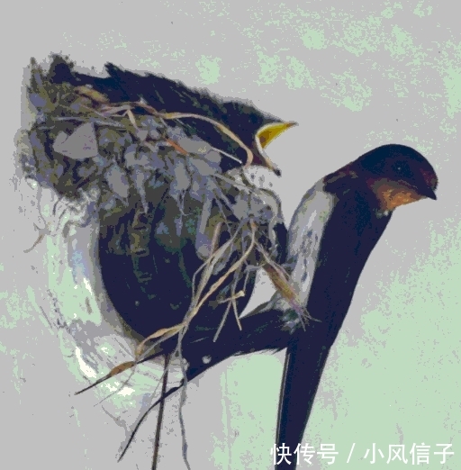 燕子最有灵性, 农村家里出现燕子搭窝预示什么? 说出来你都不信