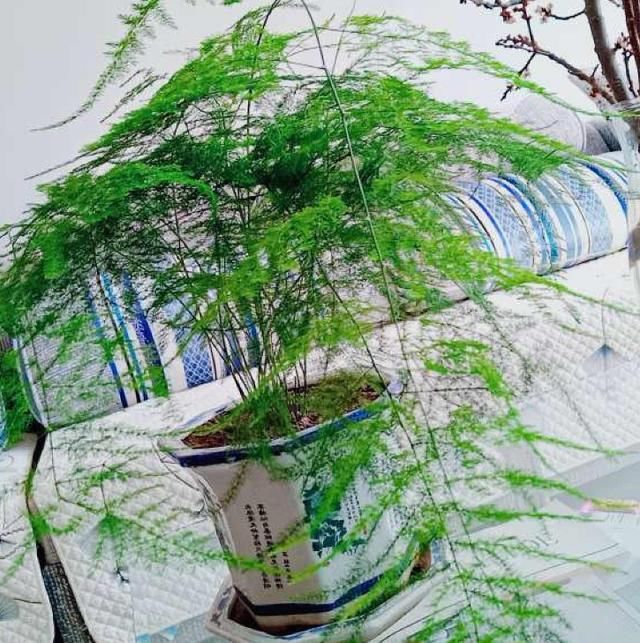  别太：好花都是浇死的，10种常见花，浇水别太勤快！