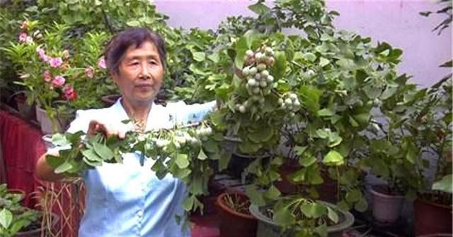 【银杏】南方阿婆养银杏盆景，2年才翻一次盆，10年结果数百枚，养功了得