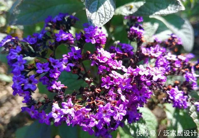  迷人：和香水一样香的草，紫色花朵超迷人，阳台种一盆，又香又美
