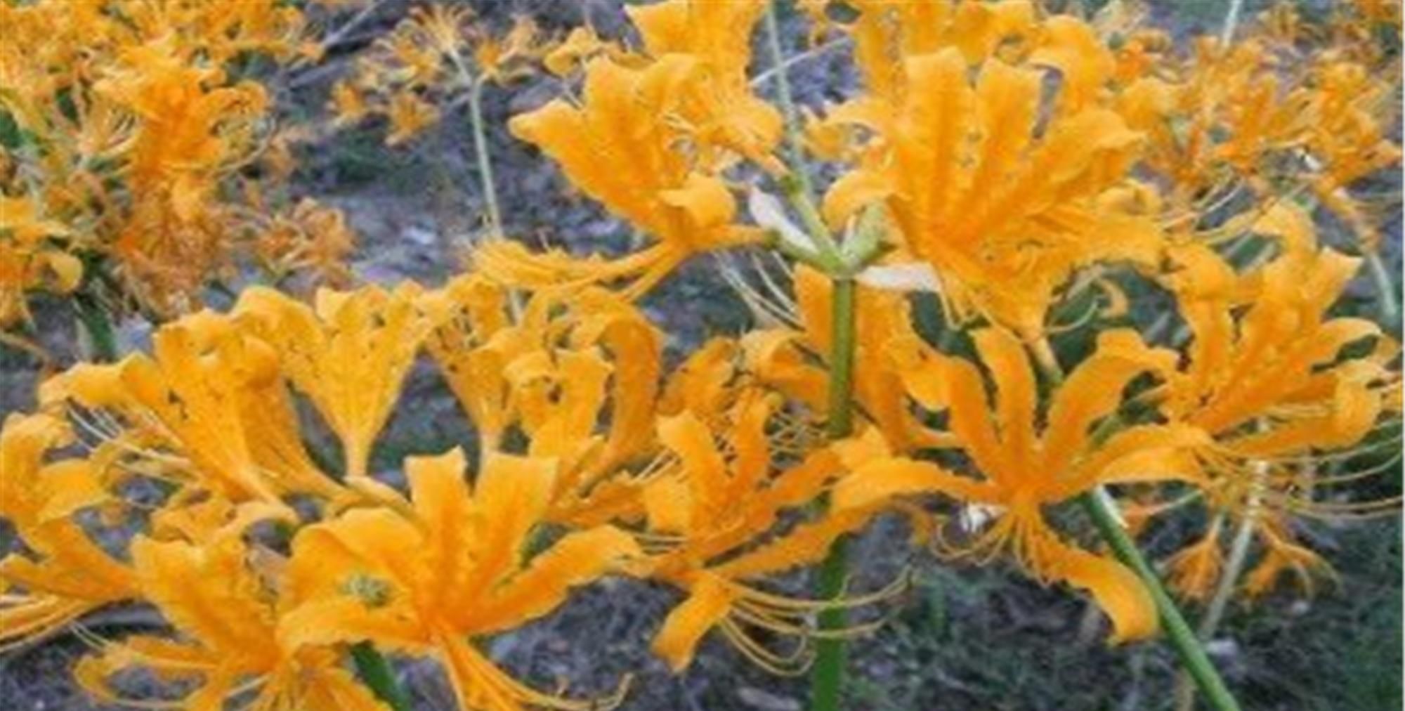  『绿色植物』为大家普及六种有毒花，看见绕道走，千万要当心哦！