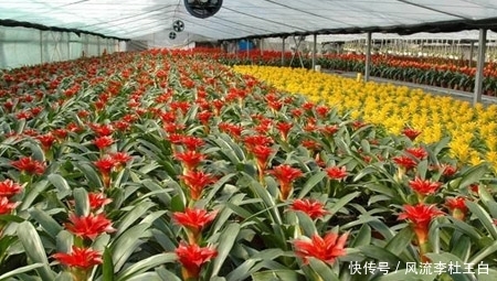 农村致富小项目