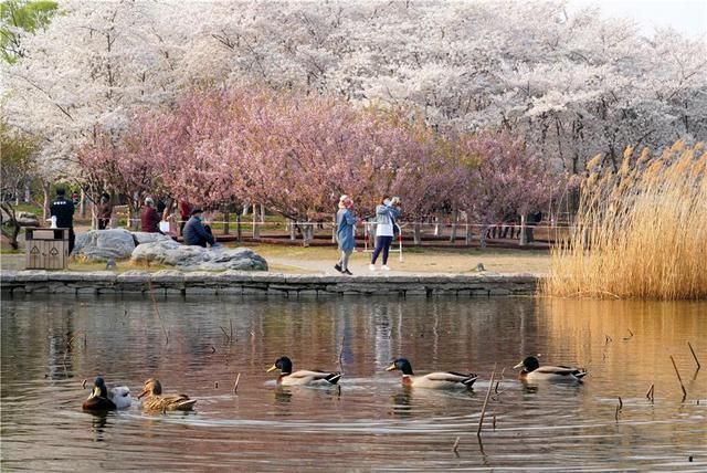  【北京】北京玉渊潭公园早樱盛开 游客分散赏花