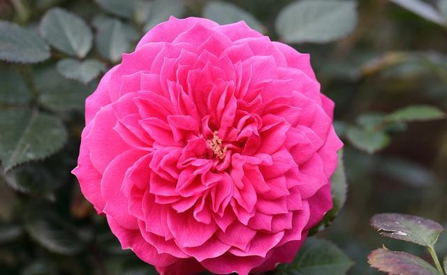 【越养越】喜欢养花,就养盆鲜艳的,颜色丰富又艳丽,开花味道香,越养越爱