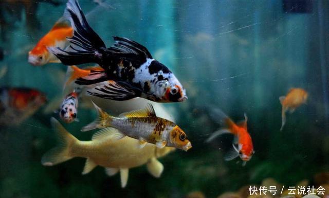 当成风水鱼:最受欢迎的观赏鱼种类、颜色有哪些?鱼只的数量有讲究