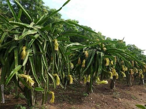 靠墙跟就能种，农民种植只要花，不占地卖价高
