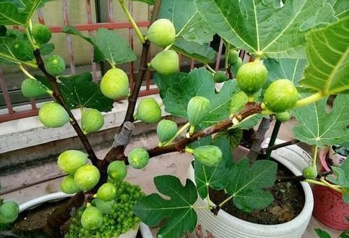  「盆土」阳台种一棵无花果，注意4点，果子结的多，年年有的吃