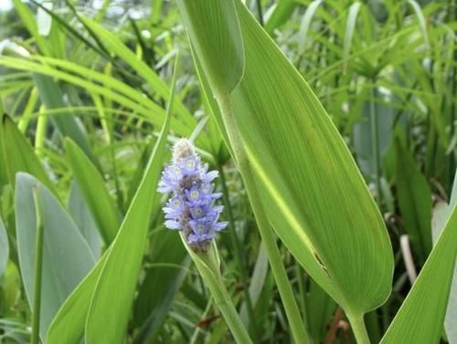  #大片#此种植物叫“香蒲草”，农村小溪边一大片，其实珍贵、用处多！