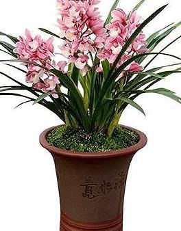  『香妃』有着极其好听的名字，名如其花，香气袭人，花色粉红可爱，易养活