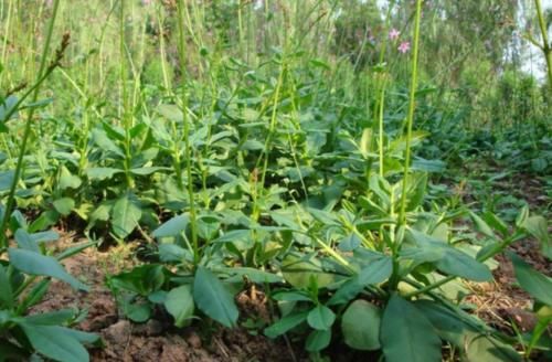  「人参菜」原本是外来入侵植物，却被人们吃到要种植，还以“人