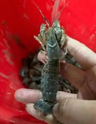 密密麻麻!烟台海边涌来了一批“怪虾”绵延上百米......