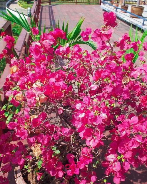  『三角梅』养盆三角梅，先养“壮汉身”，再开花就爆盆