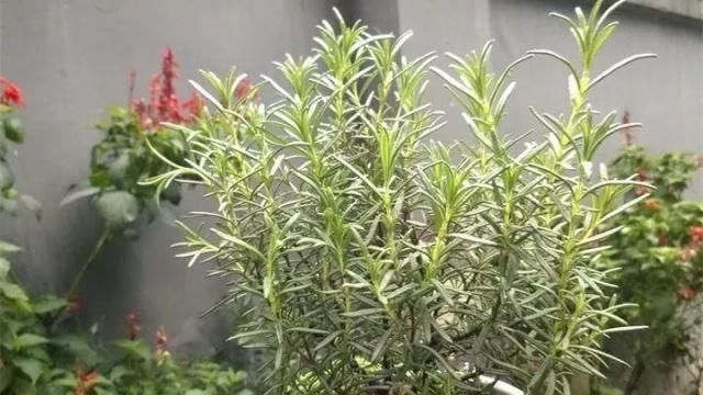 『迷迭香』厨房放盆草，清新空气还能吃，越掐越疯长！