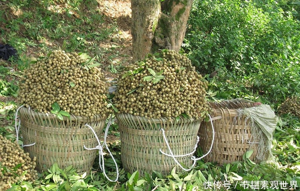  「桂圆」产量一年比一年高，价格却一年比一年低，农民不愿卖只
