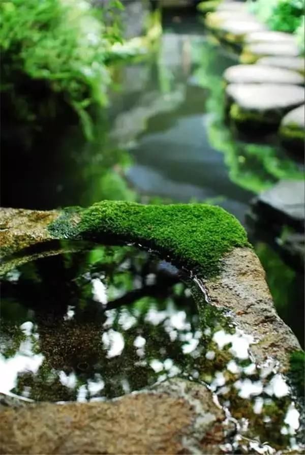 「青苔」一处青苔,美了一个院子