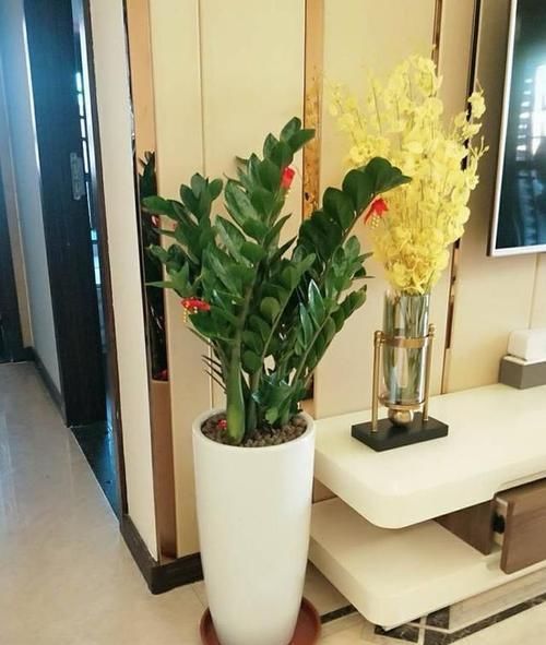  「好运」这4种“年宵花”，寓意好又好养，家里养1盆，明年行好运