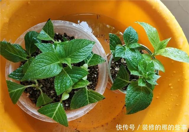 『执着的花盲』养花技巧:这5种花现在扦插,下个月就开花,千万别错过时机!