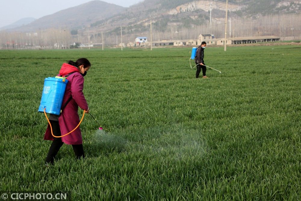  山东省|防疫不误农时 全国各地奏响春天“交响曲”