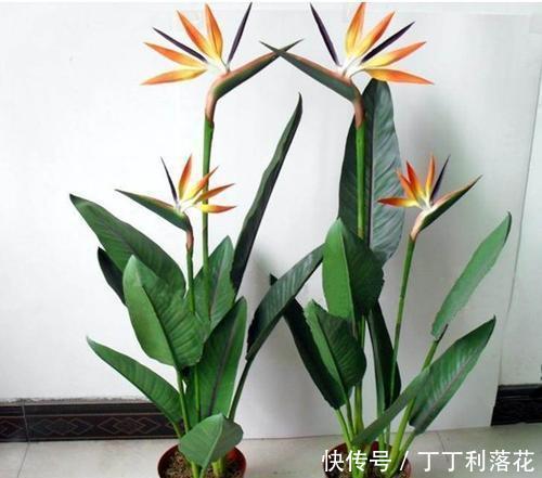  『就能长』这3种花特别霸气，1个月不搭理也能长，喜欢窜个，能长到屋顶