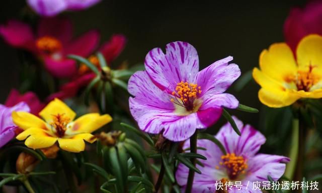 提高■养花就养盆量大还艳丽的,开花漂亮抓人眼球,点缀环境提高档次