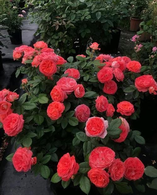  「花朵」这四款花卉好养，开花鲜艳，一开就是300多天，养在家里生机勃勃