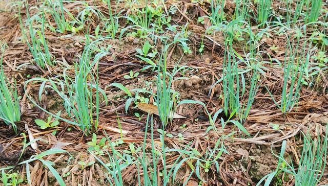  分蘖生长@种植的香葱要想产量高品质好，都离不开这些技术细节，