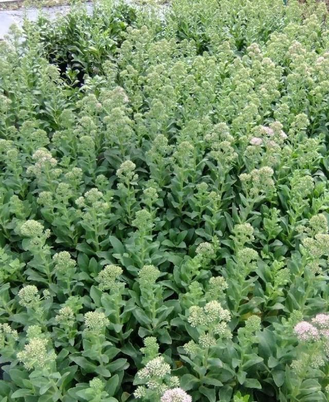  慎养■这花要慎养，每年砍掉3麻袋，照样蹭蹭长