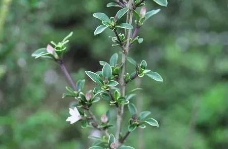  [全身]农村人称“白马骨”的野草，全身是宝，对风湿有良效，被广泛种植